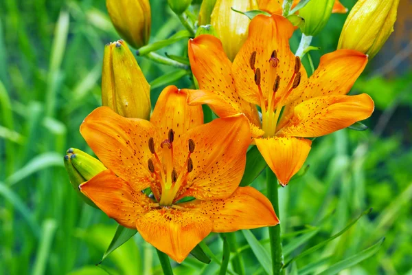 Flores de lirio más grandes —  Fotos de Stock