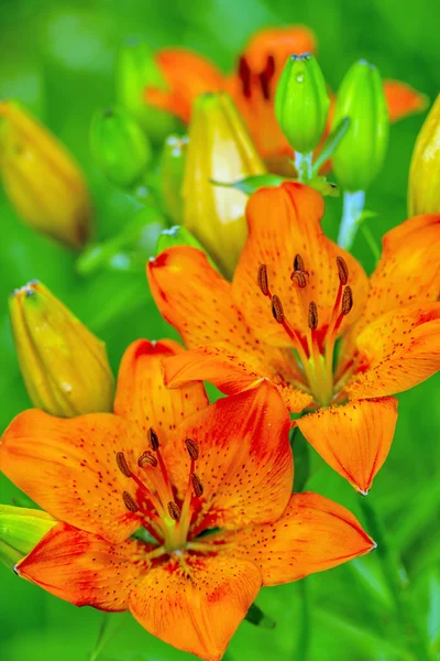 Flores de lírio — Fotografia de Stock