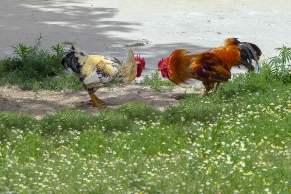 Hähne kämpfen — Stockfoto