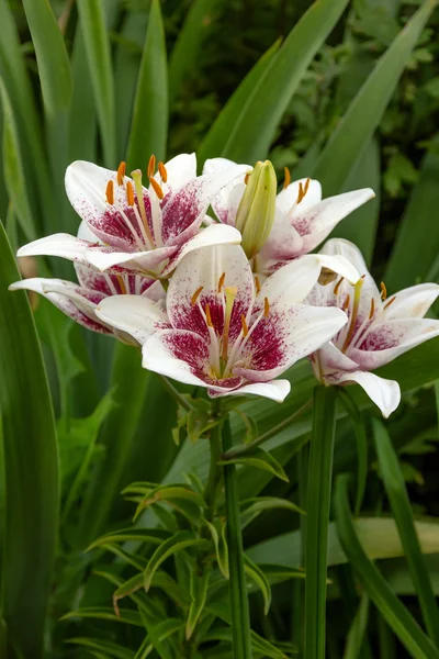 White lilies. — Stock Photo, Image
