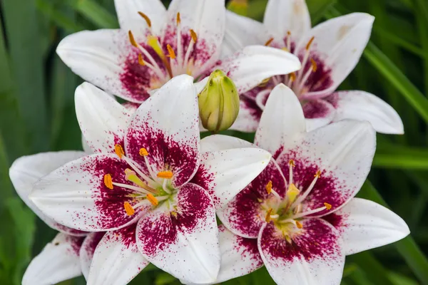 Blossoming lily white. — Stock Photo, Image