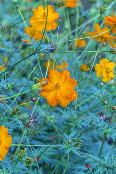 Flowers with bright yellow petals — Stock Photo, Image