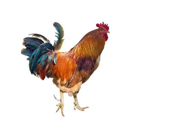 Gallo con espuelas . — Foto de Stock