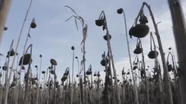 Dried sunflower after desiccation. Treatment of crops with chemistry. Harvesting. Ukraine. Sunflower field.