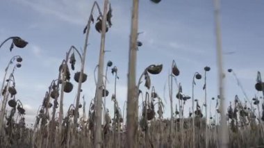Dried sunflower after desiccation. Treatment of crops with chemistry. Harvesting. Ukraine. Sunflower field.