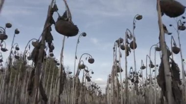 Dried sunflower after desiccation. Treatment of crops with chemistry. Harvesting. Ukraine. Sunflower field.