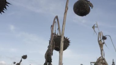 Dried sunflower after desiccation. Treatment of crops with chemistry. Harvesting. Ukraine. Sunflower field.