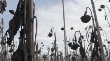 Dried sunflower after desiccation. Treatment of crops with chemistry. Harvesting. Ukraine. Sunflower field.