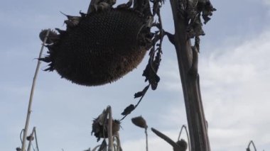 Kurumuş ayçiçeği. Ekinlerin kimya ile tedavi edilmesi. Hasat. Ukrayna. Ayçiçeği tarlası.