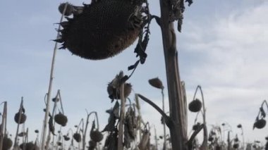Dried sunflower after desiccation. Treatment of crops with chemistry. Harvesting. Ukraine. Sunflower field.