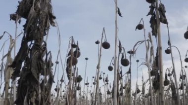 Dried sunflower after desiccation. Treatment of crops with chemistry. Harvesting. Ukraine. Sunflower field.