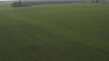 Agro drone sahada çalışıyor. Kimyasallarla alan tedavisi. Böceklere böcek ilacı sıkmak. Tarım sektöründe yenilikler. Yeni teknolojiler. Havadan. 