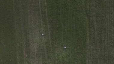 Agro drone sahada çalışıyor. Kimyasallarla alan tedavisi. Böceklere böcek ilacı sıkmak. Tarım sektöründe yenilikler. Yeni teknolojiler. Havadan. 