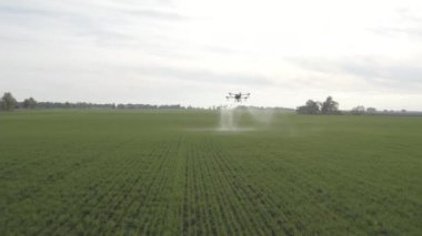 Agro drone sahada çalışıyor. Kimyasallarla alan tedavisi. Böceklere böcek ilacı sıkmak. Tarım sektöründe yenilikler. Yeni teknolojiler. Havadan. 