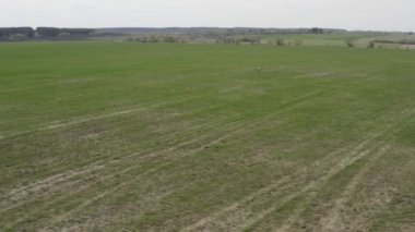 Agro drone sahada çalışıyor. Kimyasallarla alan tedavisi. Böceklere böcek ilacı sıkmak. Tarım sektöründe yenilikler. Yeni teknolojiler. Havadan. 