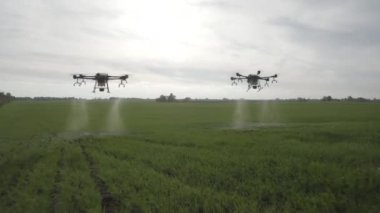 Agro drone sahada çalışıyor. Kimyasallarla alan tedavisi. Böceklere böcek ilacı sıkmak. Tarım sektöründe yenilikler. Yeni teknolojiler. Havadan. 