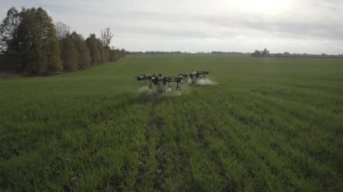 Agro drone sahada çalışıyor. Kimyasallarla alan tedavisi. Böceklere böcek ilacı sıkmak. Tarım sektöründe yenilikler. Yeni teknolojiler. Havadan. 