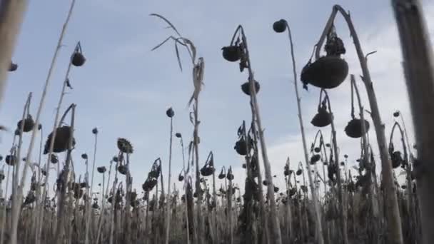 Getrocknete Sonnenblumen Nach Dem Austrocknen Behandlung Von Nutzpflanzen Mit Chemie — Stockvideo