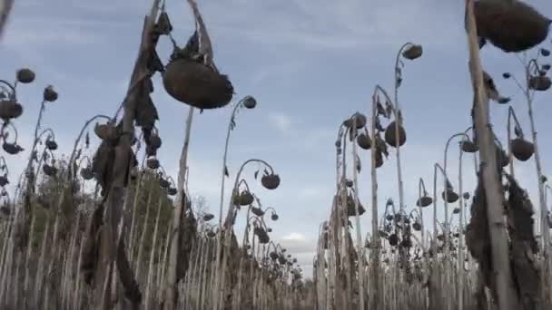 Dried Sunflower Desiccation Treatment Crops Chemistry Harvesting Ukraine Sunflower Field — Stockvideo