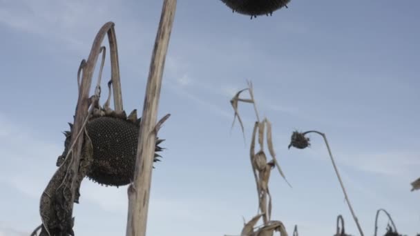 해바라기는 물질로 작물을 추수하는 우크라이나 해바라기 — 비디오