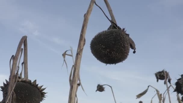 Dried Sunflower Desiccation Treatment Crops Chemistry Harvesting Ukraine Sunflower Field — Stockvideo