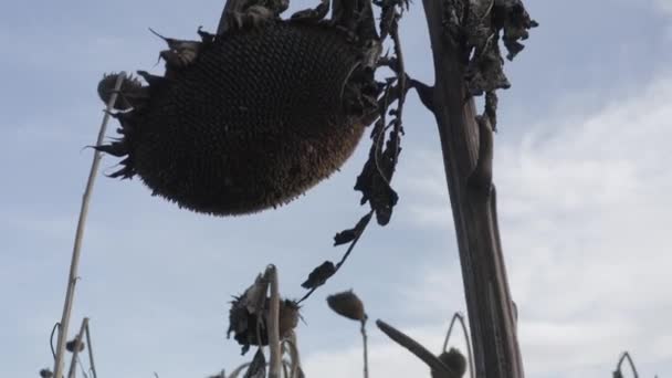 Getrocknete Sonnenblumen Nach Dem Austrocknen Behandlung Von Nutzpflanzen Mit Chemie — Stockvideo