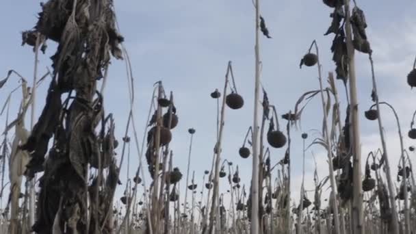 Dried Sunflower Desiccation Treatment Crops Chemistry Harvesting Ukraine Sunflower Field — Stockvideo