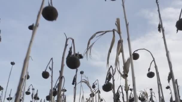 Dried Sunflower Desiccation Treatment Crops Chemistry Harvesting Ukraine Sunflower Field — Stockvideo