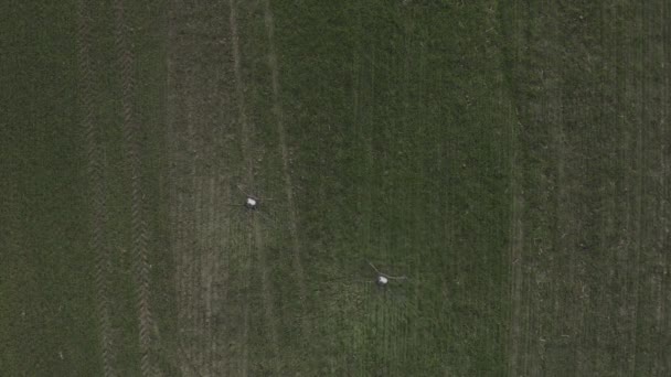 Agro Drone Trabalha Campo Tratamento Campo Com Produtos Químicos Pulverizar — Vídeo de Stock