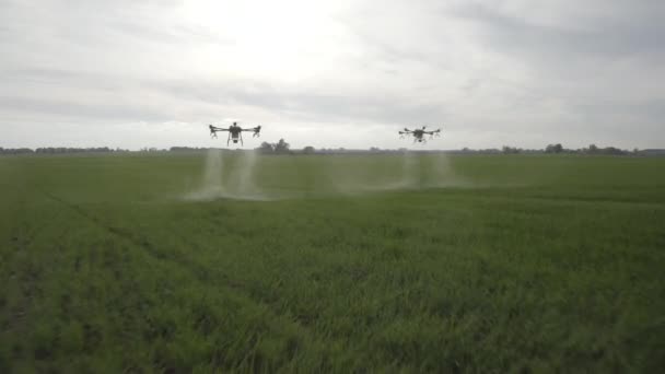Agro Dron Pracuje Polu Obróbka Terenie Chemikaliami Rozpylanie Pestycydów Szkodniki — Wideo stockowe