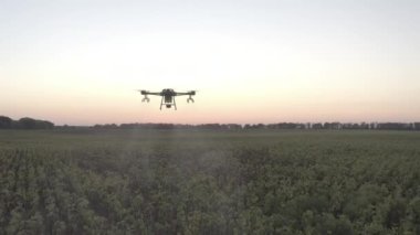 Agro drone sahada çalışıyor. Kimyasallarla alan tedavisi. Böceklere böcek ilacı sıkmak. Tarım sektöründe yenilikler. Yeni teknolojiler. Havadan. 