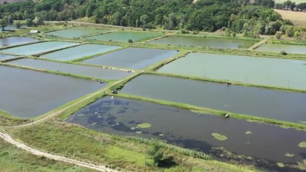 Fischzucht Seen Für Zuchtfische Gebiet Charkow Ukraine Antenne Sommer Drohnenvideo — Stockvideo
