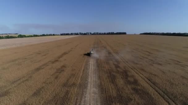 小麦フィールド作業を収穫するための収穫機 黄金の熟したコムギ畑を収穫する収穫機を組み合わせる 収穫後の畑 空中だ ウクライナだ ハルキウ — ストック動画