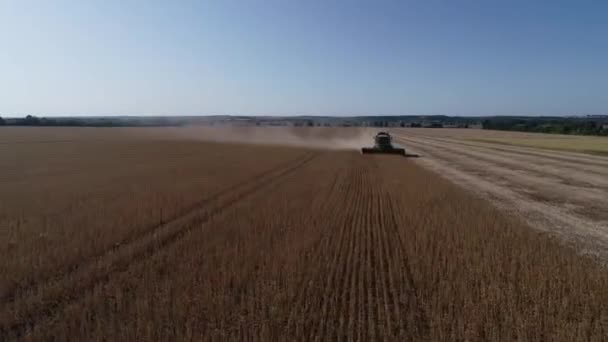 Szüretelő Gép Búzamező Betakarítására Kombinálja Betakarító Mezőgazdasági Gép Aratás Arany — Stock videók