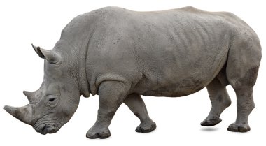 A white rhino on a white background clipart