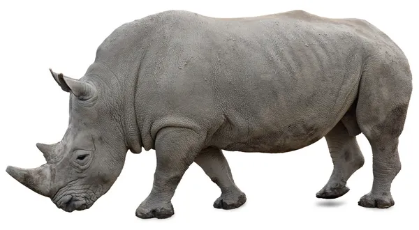 Beyaz bir arka planda beyaz rhino