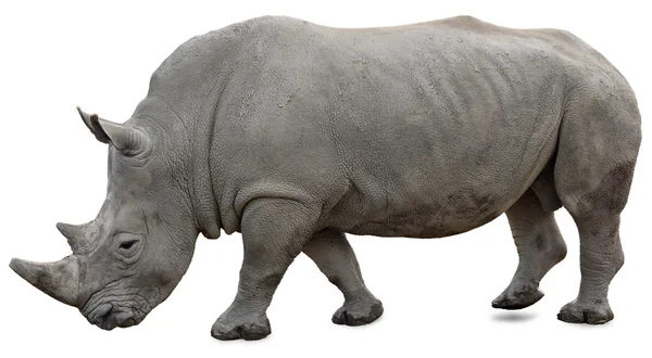 Um rinoceronte branco sobre um fundo branco — Fotografia de Stock