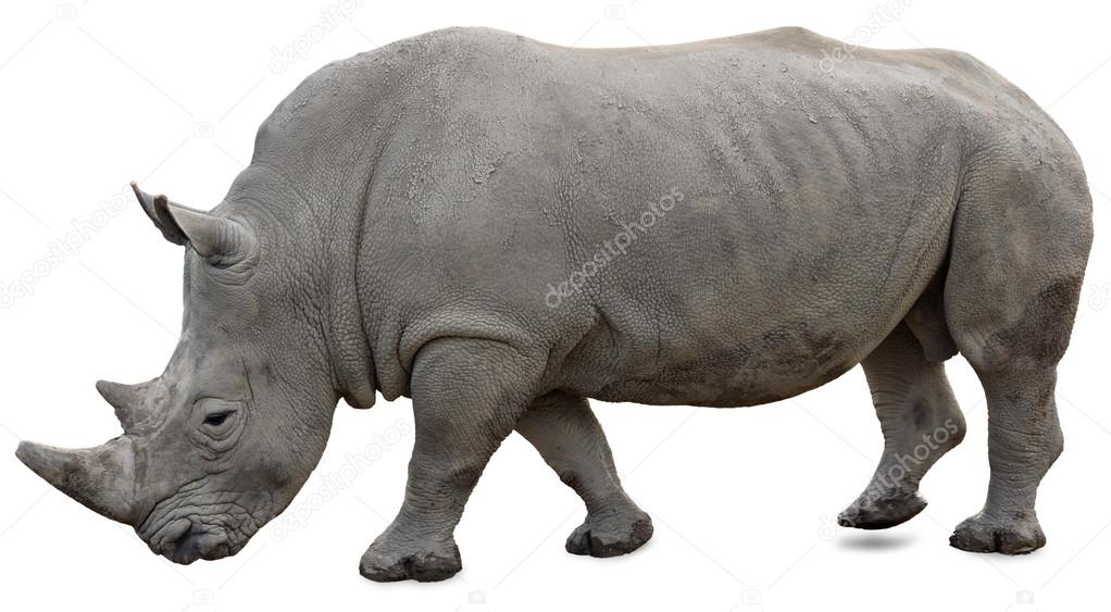 A white rhino on a white background