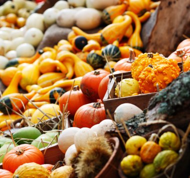 kabaklar ve yaz ve kış squashes bileşimi