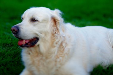 Yetişkin golden retriever köpek gözlerini odaklı fotoğrafı