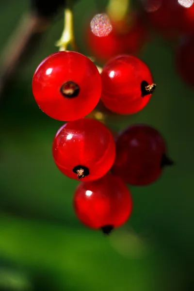 Imagem de close-up de uma groselha vermelha suculenta em um fundo verde — Fotografia de Stock