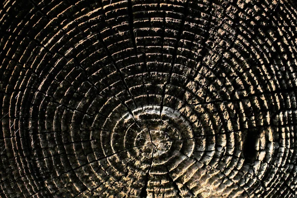 Detalhes naturais de madeira seca ao sol — Fotografia de Stock