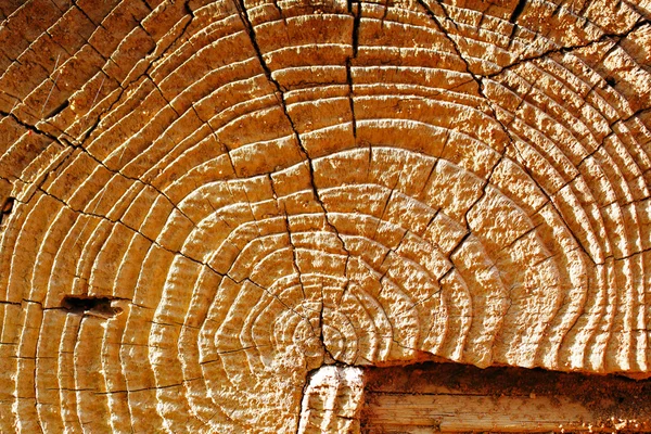 Dettagli naturali del legno essiccato al sole — Foto Stock