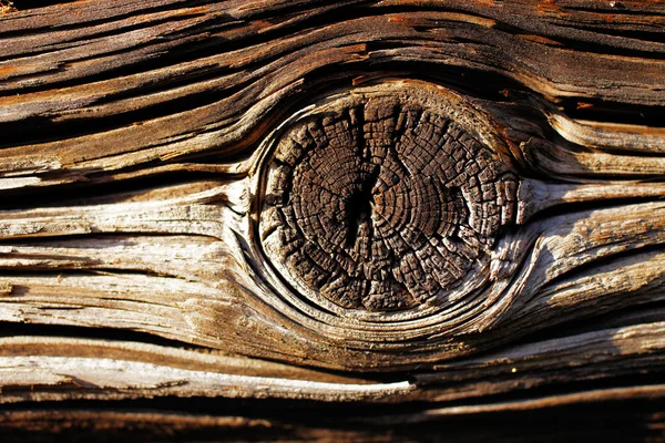 Natural details of sun dried wood — Stock Photo, Image