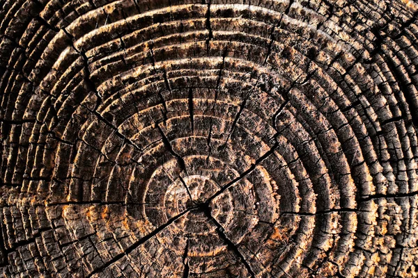 Dettagli naturali del legno essiccato al sole — Foto Stock