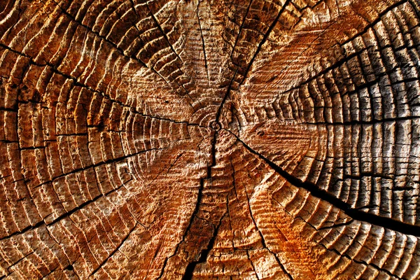 Natural details of sun dried wood — Stock Photo, Image