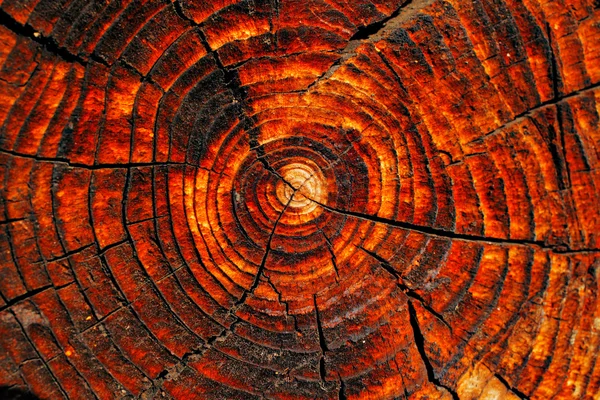 Szczegóły naturalne drewno suszone — Zdjęcie stockowe