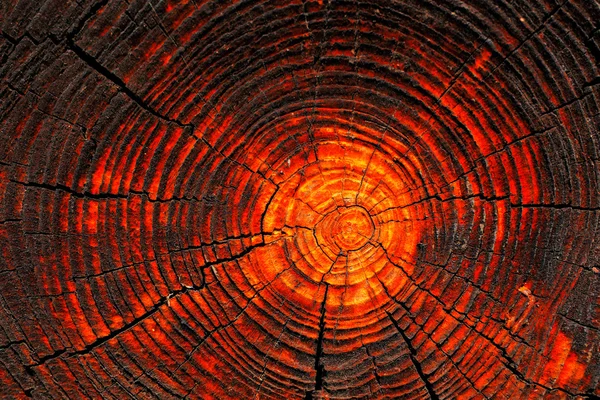 Φυσικά στοιχεία του ξύλου λιαστή — Φωτογραφία Αρχείου