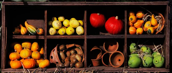 Composition des citrouilles et courges d'été et d'hiver — Photo