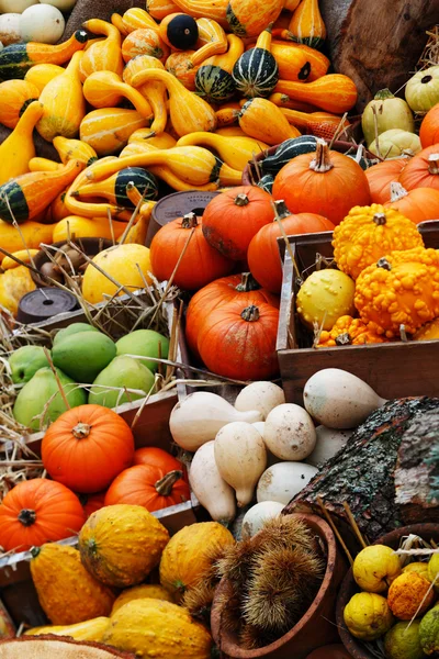 Composition of pumpkins and summer and winter squashes — Stock Photo, Image